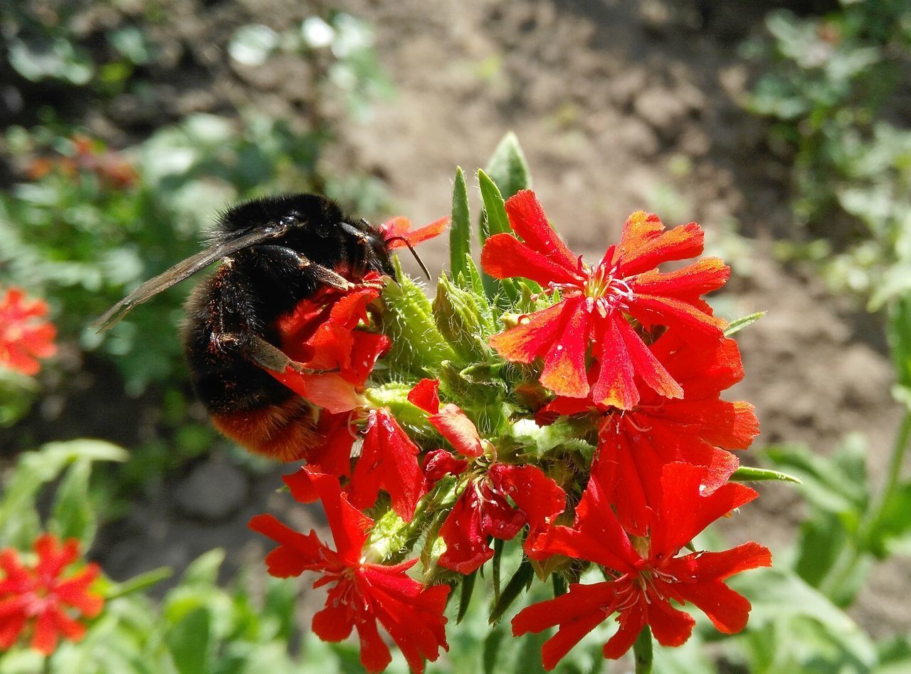 CLOSE-UP OF INSECT ON RED ROSE