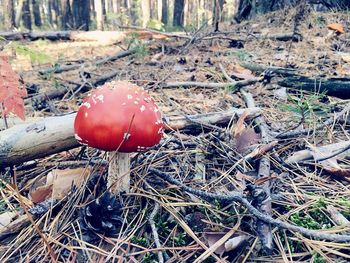 Close-up of fly agaric mushroom