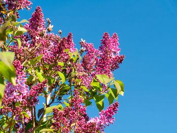 Low angle view of pink flowering plant against clear blue sky