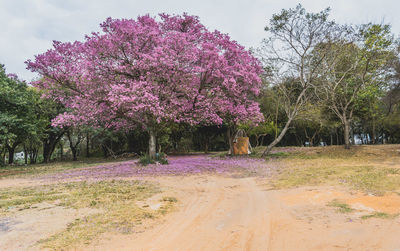 Flower trees on landscape against sky