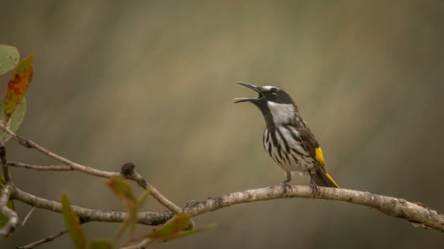 Bird perching on branch