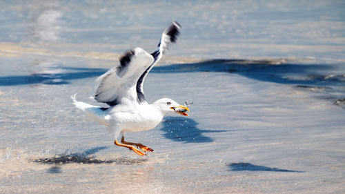 Seagulls perching on beach