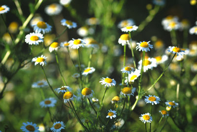 Close-up of yellow flowering plants on field