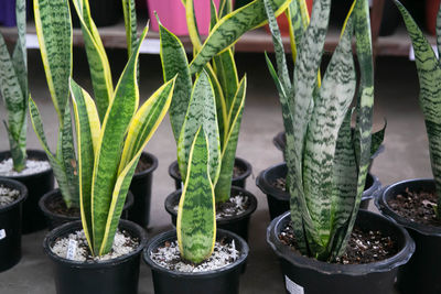 Close-up of potted plants