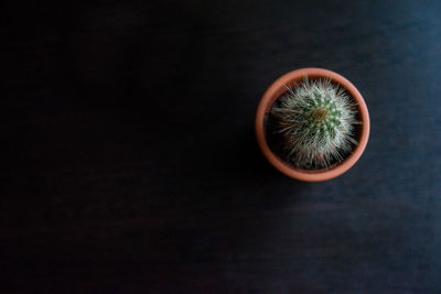 Directly above shot of potted cactus on wooden table