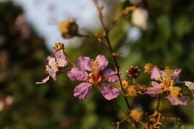 Close-up of pink flowers on branch