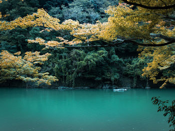 Scenic view of lake by trees in forest