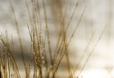 Close-up of stalks in field