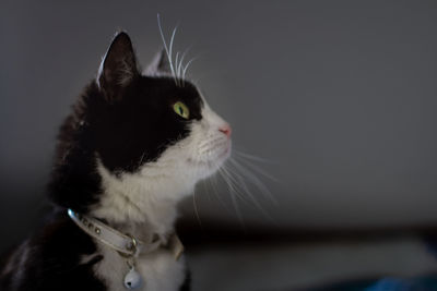 Close-up of a cat looking away