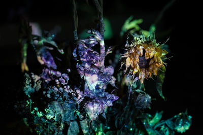 Close-up of flowers blooming in park at night