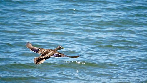 Seagull flying over sea