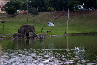 Swan in lake