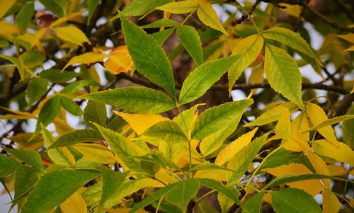 Close-up low angle view of leaves