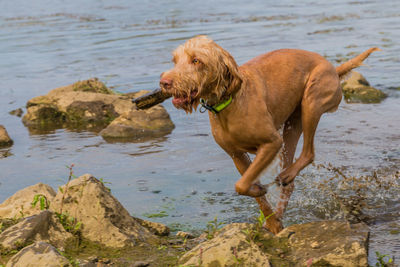 Dog running in water at beach