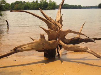 Close-up of dead tree on beach