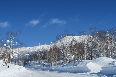 Snow covered plants and trees against blue sky