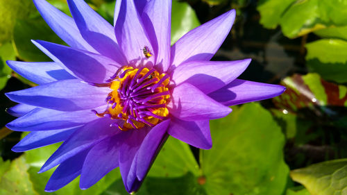 Close-up of purple crocus flower