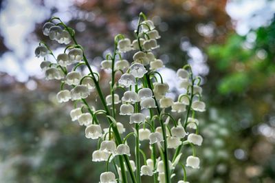 Close-up of white flowers blooming outdoors