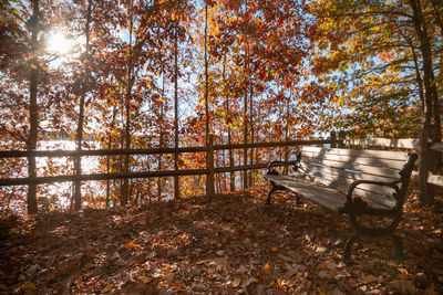 Trees in park during autumn