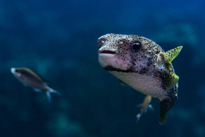 A porcupine pufferfish in the open water in bonaire.