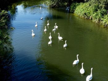 High angle view of swans swimming in lake