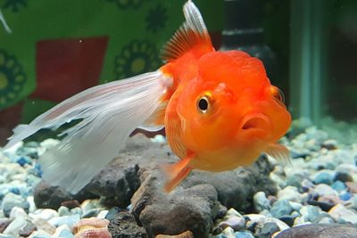 Close-up of fish swimming in aquarium