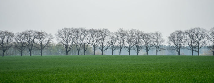 Trees on field against clear sky