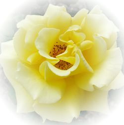 Close-up of yellow flowers