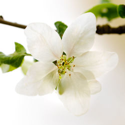 Close-up of white flower