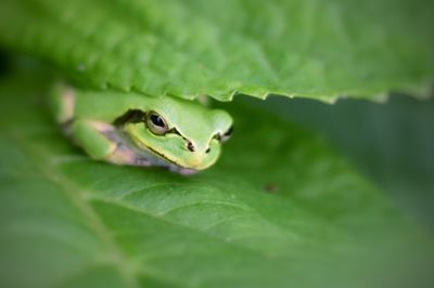 Close-up of insect on leaf