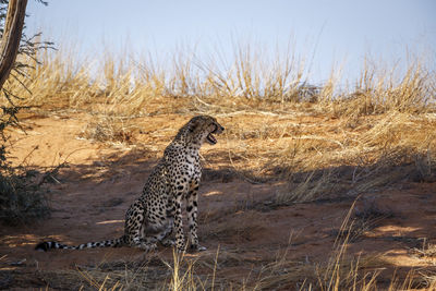 Close-up of cheetah on field