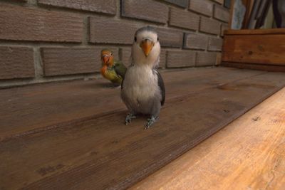 Close-up of bird perching on wall