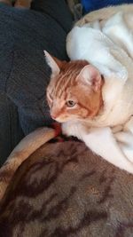 High angle view of cat resting on sofa