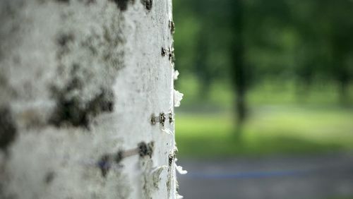 Close-up of tree trunk against wall