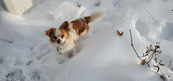 High angle view of dog on snow covered landscape