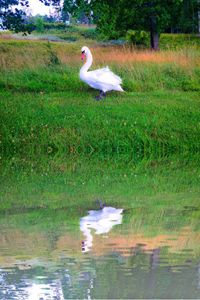 Bird flying over lake