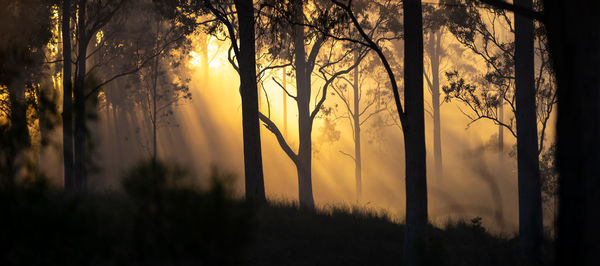 Silhouette trees against sky during sunset