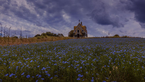 Flowering plants on field by building against sky