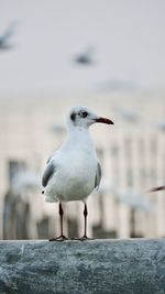 Close-up of seagull perching on wall