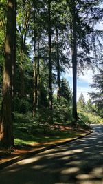 Road amidst trees in forest