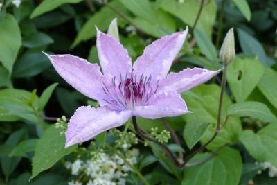 Close-up of pink flowers