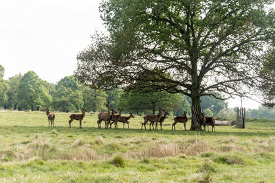 Horses in a field