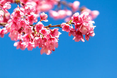 Close-up of pink flowers