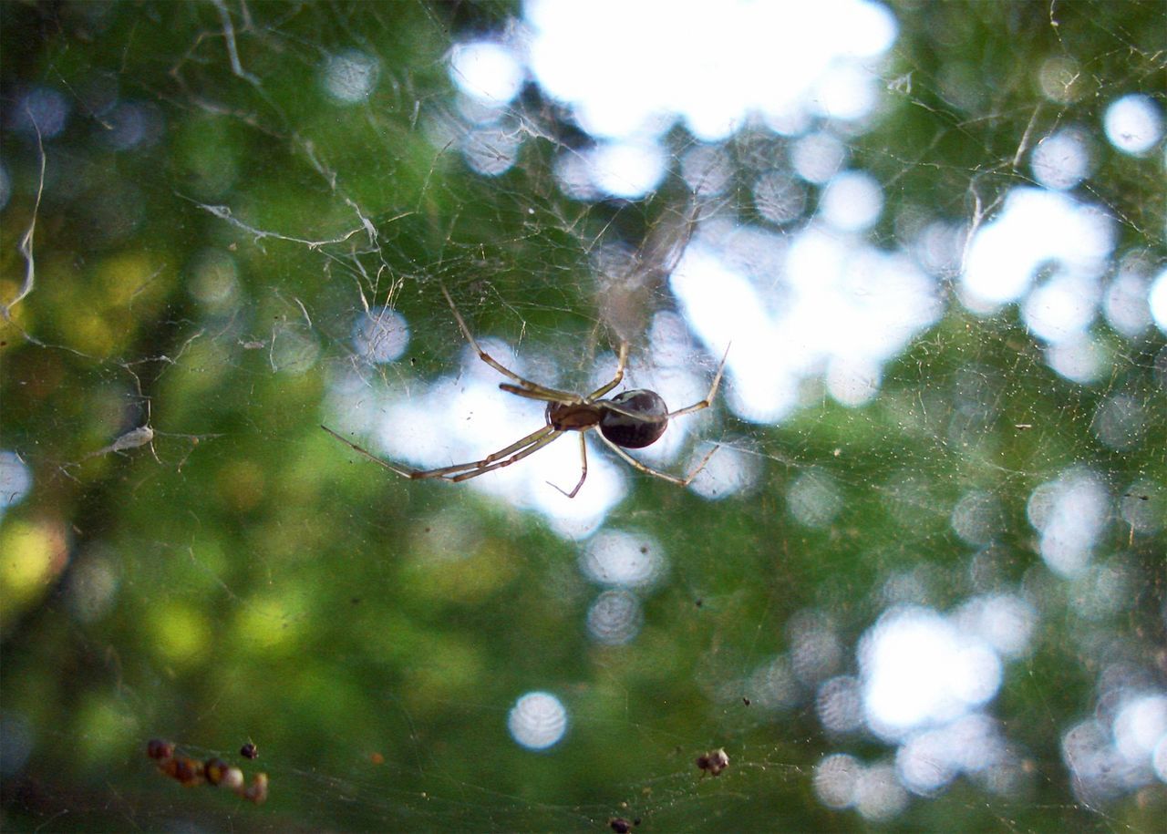 SPIDER ON WEB AGAINST BLURRED BACKGROUND