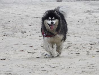 Portrait of dog running on beach