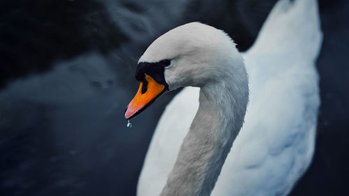 Close-up of swan swimming on lake