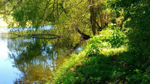 Reflection of trees in water