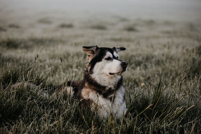 Dog looking away on field