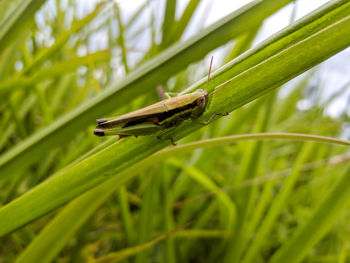Close-up of insect on grass