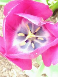 Close-up of flower blooming outdoors